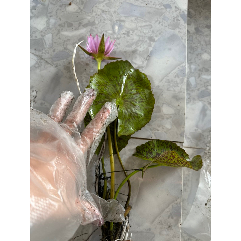 Cây Hoa Súng Thái Mini