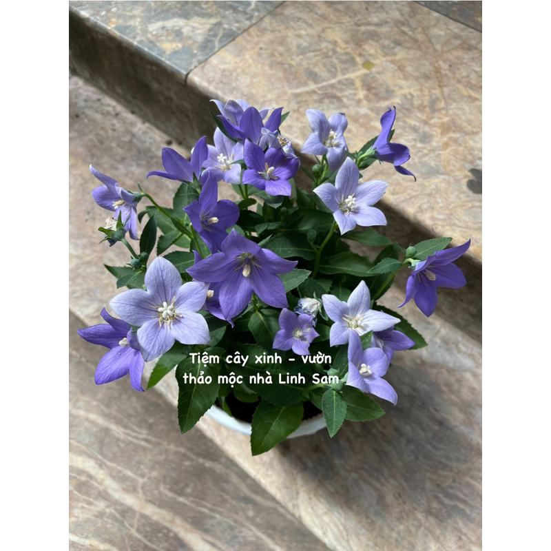 Cây hoa cát cánh / Balloon flower