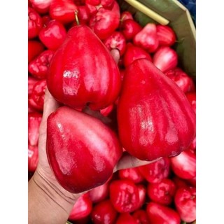 Cây Mận Kiến Sen xưa