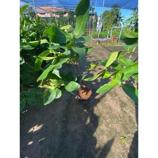 Cây Mận Hồng Đào Đá xưa