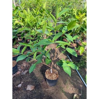 Cây Mận Hồng Đào Đá xưa
