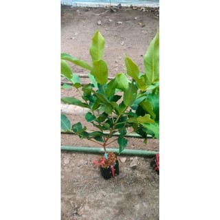 Cây Giống Mận Ấn Độ giòn