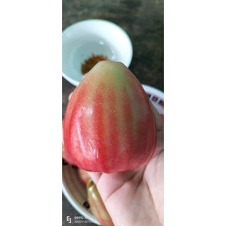 Cây Giống Mận Ấn Độ giòn