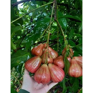 Cây giống mận ấn độ giòn