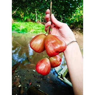 Cây Giống Mận Ấn Độ giòn