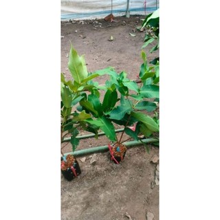 Cây Giống Mận Ấn Độ giòn