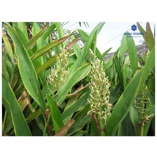 LÁ RIỀNG tươi 0.5kg-1kg