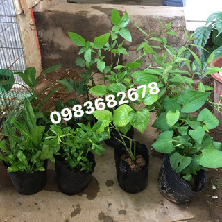 (chỉ ship hoả tốc) Bầu cây rau thơm: tía tô, kinh giới, mùi tàu, …..
