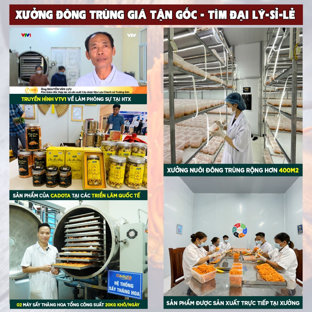 Đông Trùng Hạ Thảo Sấy Khô Hàng loại 1 CADOTA, thơm, vàng đẹp, Hũ 50Gr dùng được 3-4 tháng, tiết kiệm hơn hũ nhỏ