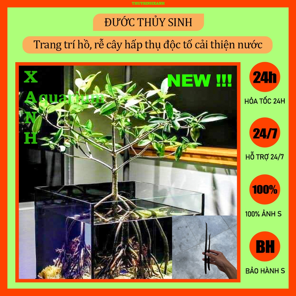 Đước trang trí hồ thủy sinh