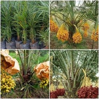 CÂY GIỐNG CHÀ LÀ Tháiland SIÊU QUẢ.