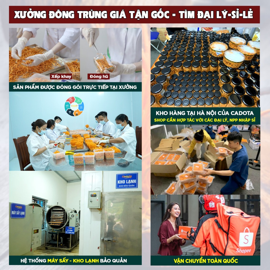 50g Nấm Đông Trùng Hạ Thảo Sấy Khô CADOTA Loại Gãy, Sấy Thăng Hoa Cao Cấp, Sợi Gãy Nên Giá Rẻ, Chất Lượng Không Đổi