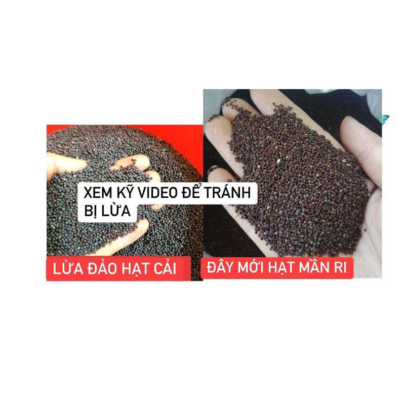 Hạt Mần Ri Kích Lửa Cu Gáy 1kg