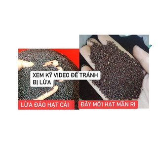 Hạt Mần Ri Kích Lửa Cu Gáy 1kg