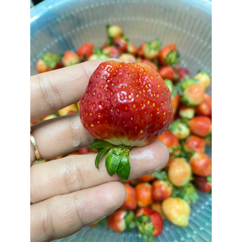 Dây tây sấy thăng hoa nhà làm