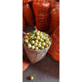 Quả táo mèo tươi 1kg