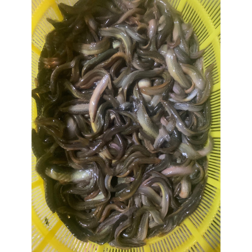 Chạch Đồng Tươi 189k/kg[Ship Hỏa Tốc HN]