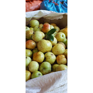 2kg quả táo mèo tươi