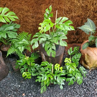 Trầu Bà Mini Leo, Monstera Mini Leo