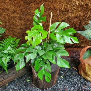 Trầu Bà Mini Leo, Monstera Mini Leo