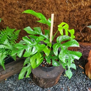 Trầu Bà Mini Leo, Monstera Mini Leo