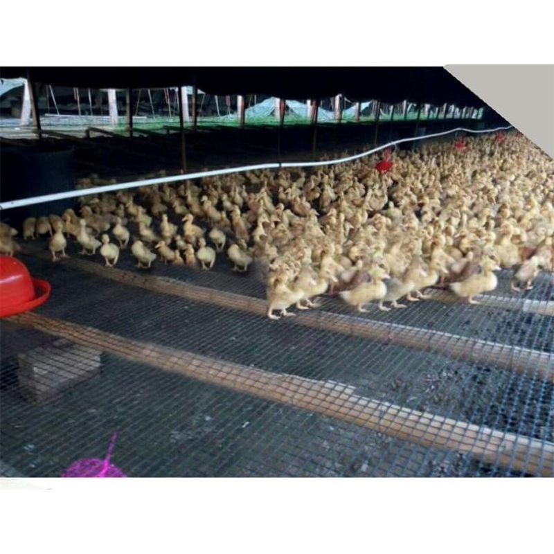 L1:lưới nhựa dẻo cao 1.8 mét dài 25 mét lưới rào vườn  - lưới quây chuồng gà-làm sàn vịt -chịu nắng mưa 10 năm