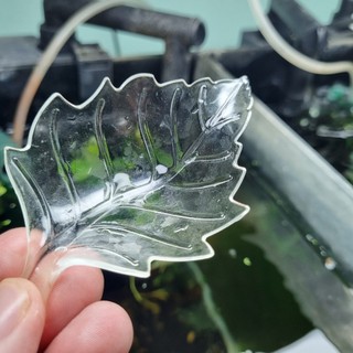 Chén cho tép ăn - chén Acrylic cho cá tép cảnh - Dạng chiếc lá xinh xắn - Tép Xinh Aqua