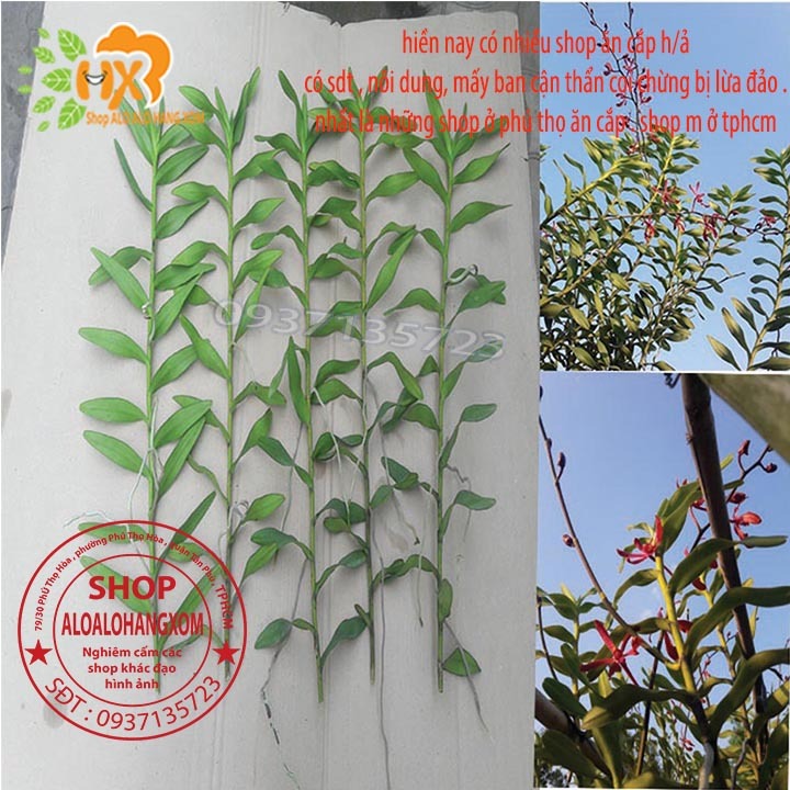 COMBO 5 CÂY LAN PHƯỢNG VĨ ĐỎ - CÂY CON