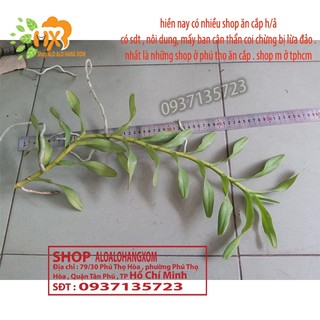COMBO 5 CÂY LAN PHƯỢNG VĨ ĐỎ - CÂY CON