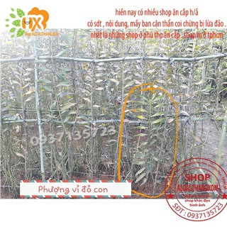 COMBO 5 CÂY LAN PHƯỢNG VĨ ĐỎ - CÂY CON