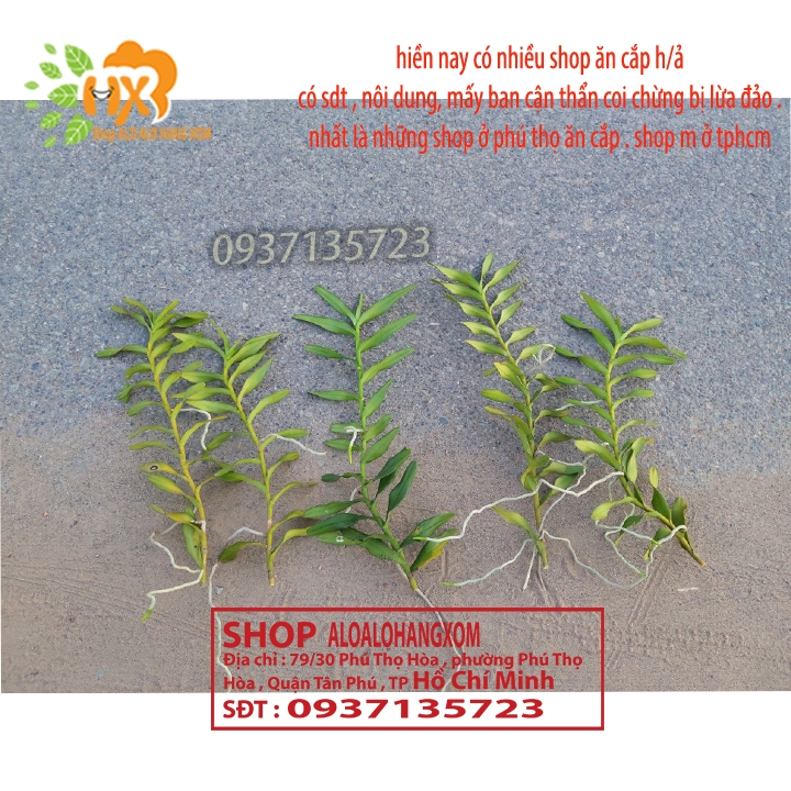 COMBO 5 CÂY LAN PHƯỢNG VĨ ĐỎ - CÂY CON