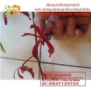 COMBO 5 CÂY LAN PHƯỢNG VĨ ĐỎ - CÂY CON