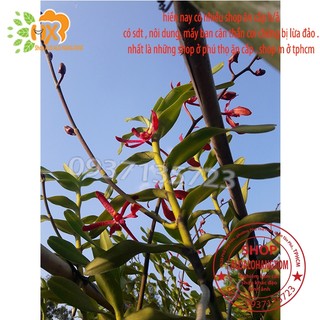 COMBO 5 CÂY LAN PHƯỢNG VĨ ĐỎ - CÂY CON