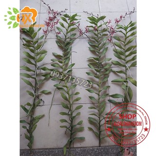 CÂY LAN PHƯỢNG VĨ ĐỎ - CÂY CÓ 1 VÒI HOA