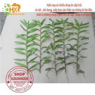 COMBO 5 CÂY LAN PHƯỢNG VĨ ĐỎ - CÂY CON