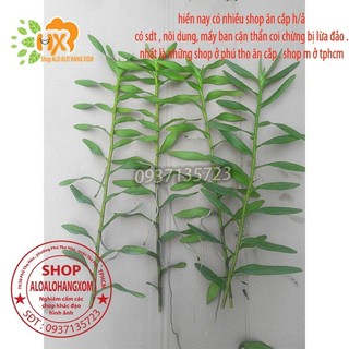 COMBO 5 CÂY LAN PHƯỢNG VĨ ĐỎ - CÂY CON