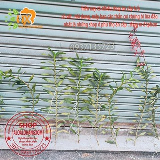 COMBO 5 CÂY LAN PHƯỢNG VĨ ĐỎ - CÂY CON