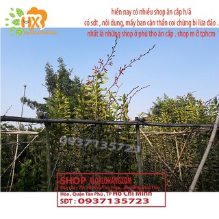 COMBO 5 CÂY LAN PHƯỢNG VĨ ĐỎ - CÂY CON