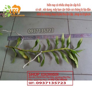 COMBO 5 CÂY LAN PHƯỢNG VĨ ĐỎ - CÂY CON