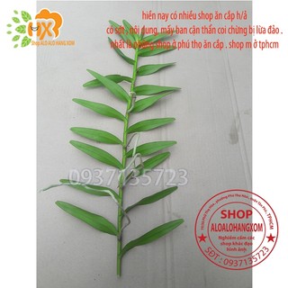 COMBO 5 CÂY LAN PHƯỢNG VĨ ĐỎ - CÂY CON