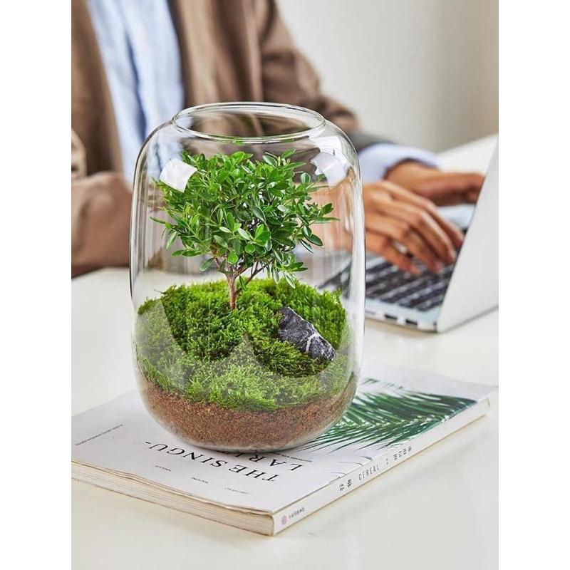 Cây Tiểu Diệp Xích Nam setup trong terarium,bình thuỷ tinh