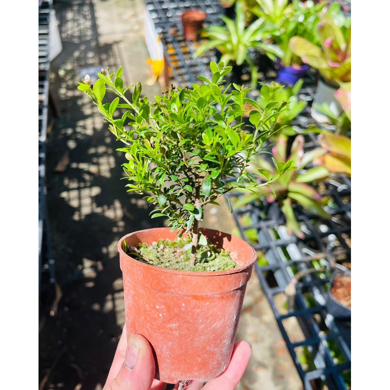 Cây Tiểu Diệp Xích Nam setup trong terarium,bình thuỷ tinh