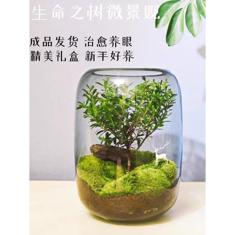Cây Tiểu Diệp Xích Nam setup trong terarium,bình thuỷ tinh