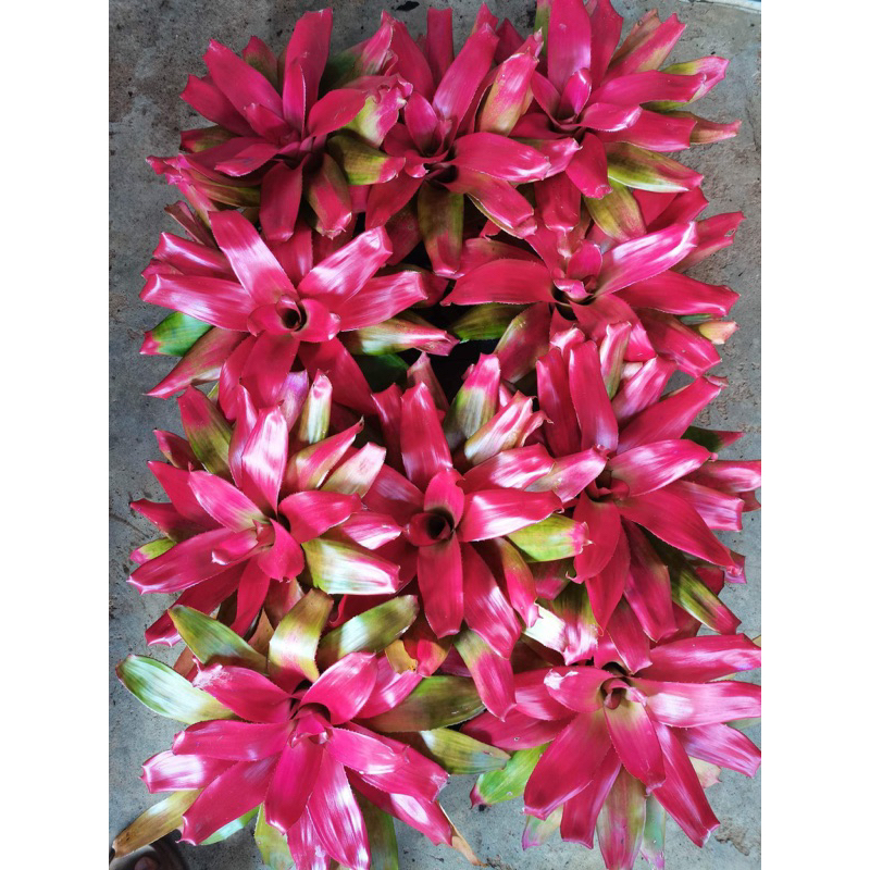 Dứa màu nam mỹ Neo Green Apple size 30-35cm