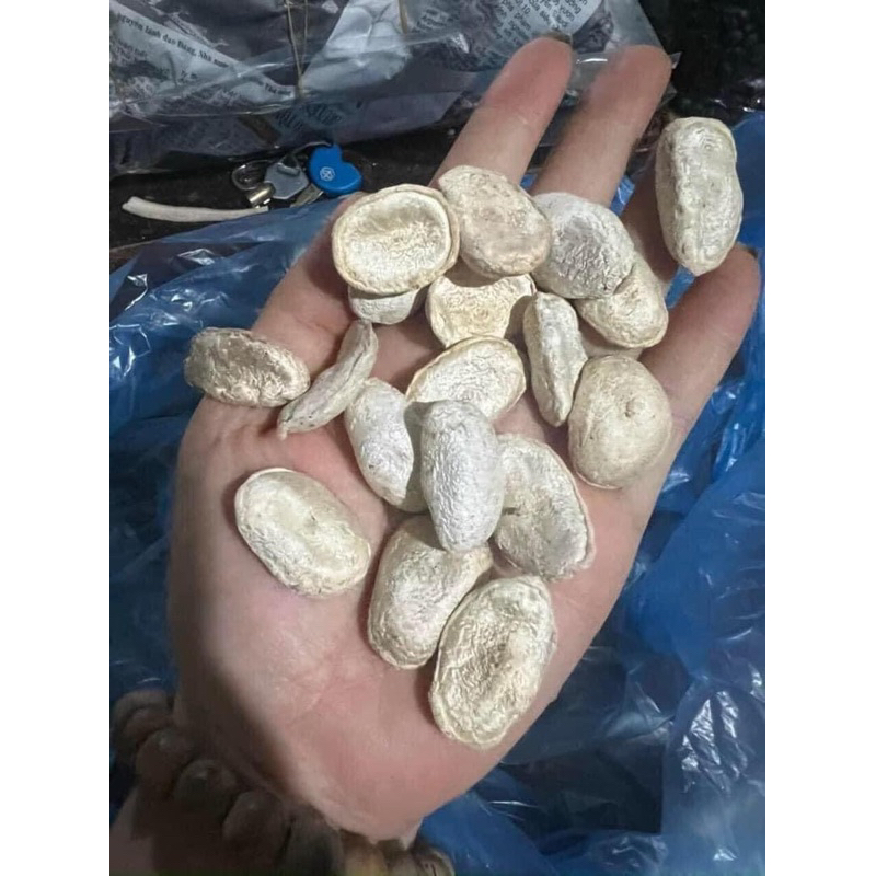 Hạt Sang Rừng giá 9500d/  hạt. hàng đẹp loại 1. hạt trắng  to đẹp