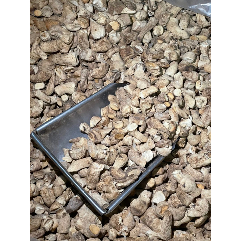 Chân nấm thiên nhiên