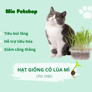 Hạt giống cỏ Mèo tươi - Cỏ lúa mạch cho Mèo