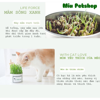 Hạt giống cỏ Mèo tươi - Cỏ lúa mạch cho Mèo