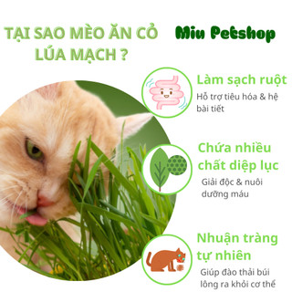 Hạt giống cỏ Mèo tươi - Cỏ lúa mạch cho Mèo