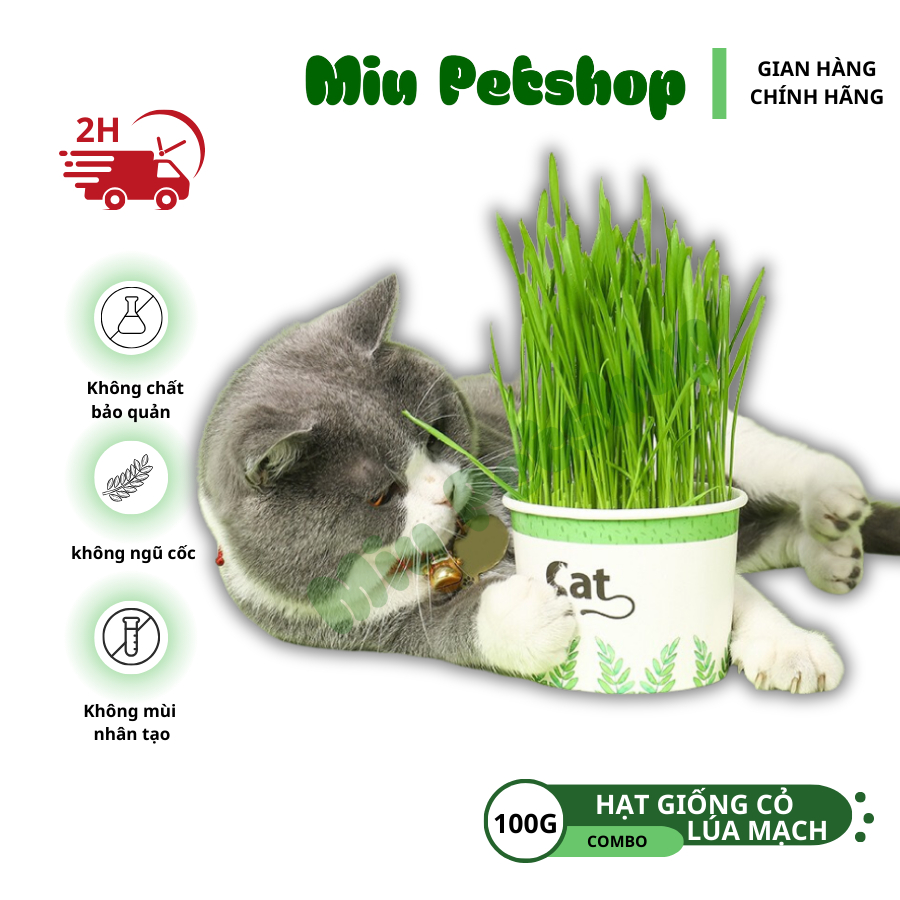 Hạt giống cỏ Mèo tươi - Cỏ lúa mạch cho Mèo